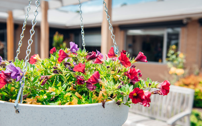 Close up photo of a hanging flower pot with red and purple flowers in it.